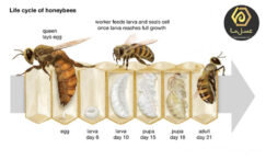12عوامل موثر بر افزایش تخم‌گذاری ملکه زنبور عسل