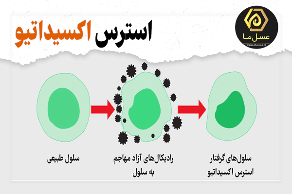 کاهش استرس اکسیداتیو با ژل رویال